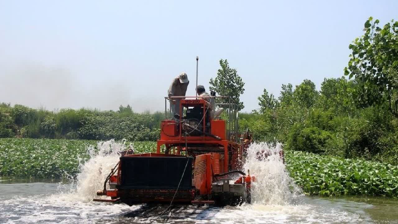 جمع آوری یک تن سنبل آبی ازتالاب بین المللی انزلی