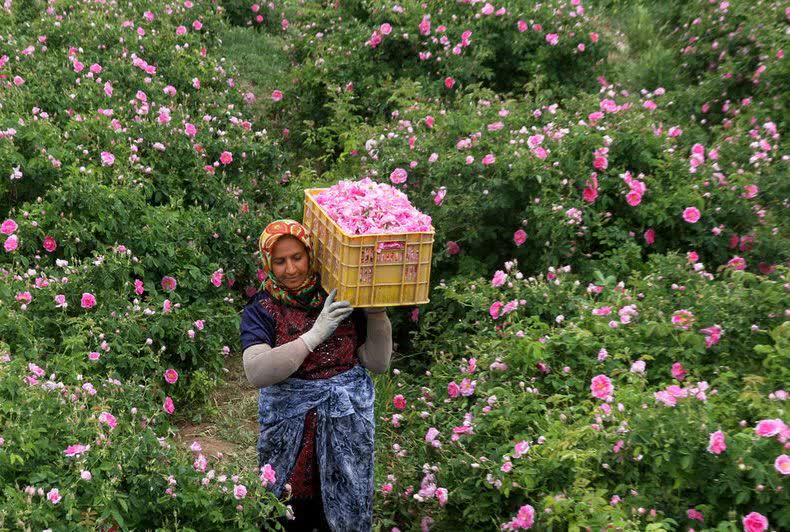 آغاز برداشت گل محمدی از باغ‌های گیلان